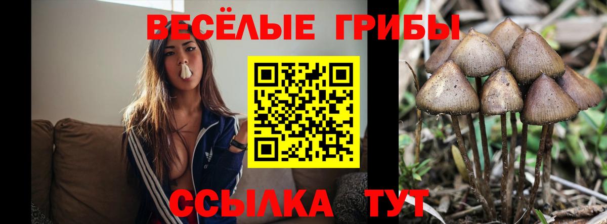 Псилоцибиновые грибы Psilocybe Верхняя Пышма